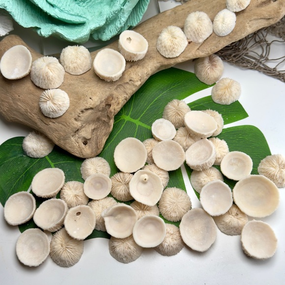 4 REAL White “Cap” Mushroom  Corals LOT Nautical Coastal Collecting aquarium - Picture 14 of 17